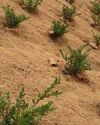 Sustainable Mulching Materials in Agro-Textiles: From Conventional Polymers to Bio-Based Alternatives4