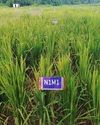 Development of Biodegradable Mulch from Deccani Coarser Wool for Groundnut (Arachis hypogaea L.) Cultivation3