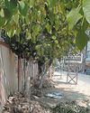 Widening work on Kachhwa road weaken roots of many trees YUGMARG NEWSPAPER