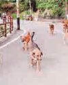 Shimla turns hostile: Stray dogs create citywide crisis YUGMARG NEWSPAPER