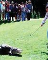 Adam Sandler mourns death of 'Happy Gilmore' alligator co-star YUGMARG NEWSPAPER