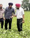 Farmers sowed moong in 4300 hectares of area in Moga district: Chief Agriculture Officer YUGMARG NEWSPAPER