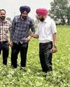 Farmers sowed moong in 4300 hectares of area in Moga district: Chief Agriculture Officer YUGMARG NEWSPAPER