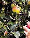 Impose at least 100 percent import duty on Turkey apple, CM writes to PM YUGMARG NEWSPAPER