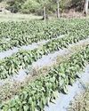Natural Farming: A strong basis for self-reliant and prosperous rural economy YUGMARG NEWSPAPER