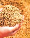 Centre raises paddy MSP by 69 to Rs.2,369 per quintal YUGMARG NEWSPAPER