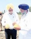 PAU VC applauds remarkable performance of new melon variety “Punjab Amrit” YUGMARG NEWSPAPER