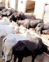 Strengthening livestock based livelihoods: Govt's big push for Animal Husbandry YUGMARG NEWSPAPER