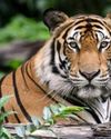 India lost 91 tigers under six months: NTCA YUGMARG NEWSPAPER