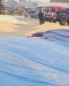 Drizzle brings relief from heat but damage to maize and sunflower crops YUGMARG NEWSPAPER