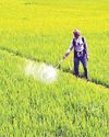 India's agrochemical exports set for moderate rebound in FY25 YUGMARG NEWSPAPER