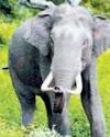 Wild elephants trample three persons to death in Chhattisgarh YUGMARG NEWSPAPER