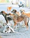Delhi-NCR streets should be free from stray dogs: SC YUGMARG NEWSPAPER