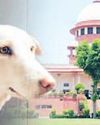 New three-judge SC bench to hear stray dog case today YUGMARG NEWSPAPER