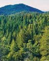 India jumps to 9th spot in global forest area ranking YUGMARG NEWSPAPER