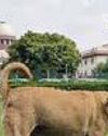 SC summons CSs of states for not filing affidavits in stray dogs menace case YUGMARG NEWSPAPER