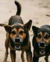 Delhi govt refutes reports on stray dog census as "fake news"4