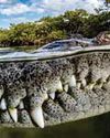 Close-Up Crocodile Photo Wins the 2022 Mangrove Photography Awards