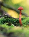 UNVEILING NATURE'S HIDDEN GEMS: TIPS ON CAPTURING THE BEAUTY OF FUNGI