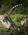 HIGH SPEED WILDLIFE PHOTOGRAPHY: CAPTURING WILDLIFE IN ACTION