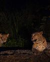 A GUIDE TO NIGHTTIME WILDLIFE PHOTOGRAPHY