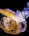Bioluminescence at 2:1: The Rare Frontier of Glowing Macro Subjects Asian Photography