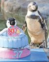 Spneb, world's 'oldest' Humboldt penguin, marks her 37th birthday Spneb, world's 'oldest' Humboldt penguin, marks her 37th birthday2