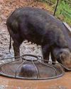 Smallholders guilty of neglect are banned from keeping farm animals Smallholders guilty of neglect are banned from keeping farm animals7