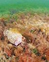 Ancient maerl beds smothered in algae caused by sewage pollution Ancient maerl beds smothered in algae caused by sewage pollution5