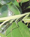 Sightings of praying mantises and 'hair curler slug' are firsts for county West Briton (Truro and Mid Cornwall)