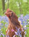 West Briton (Truro and Mid Cornwall)