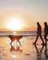 Dog ban now in place on some Cornish beaches8