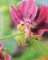 GERANIUM MANIA30