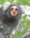Struggling monkey sanctuary is put up for sale Struggling monkey sanctuary is put up for sale7