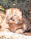 Fluffy newcomers are another success for zoo Fluffy newcomers are another success for zoo9