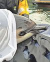 Dolphin rescued from muddy creek now thriving off the Cornish coast3
