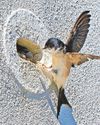 Cornish Guardian (Newquay & North Coast)