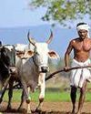 કડીના ખેડૂતોને આર્થિક મદદ પૂરી પાડવા શરૂ કરાઇ ૫૧ લાખની સબસિડી યોજના । ૨૧૦૦ ખેડૂતોનું રજિસ્ટ્રેશન1