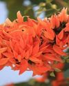 કેસૂડાના ફૂલ ઔષધીય ગુણોનો ભંડાર...5