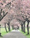 Beauty spots help tourism to blossom Beauty spots help tourism to blossom