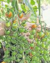 Tomatoes a joy to pick from the vine Tomatoes a joy to pick from the vine