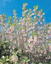 Get cracking in the garden this Easter Get cracking in the garden this Easter