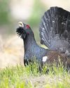 Police patrol national park to help endangered capercaillies