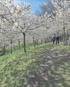 Flowering cherries a spectacular sight Flowering cherries a spectacular sight