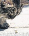 Vet advice for keeping pets safe from painful bee stings Vet advice for keeping pets safe from painful bee stings
