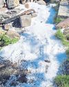 Locals clean up polystyrene balls dumped at Granton Beach8