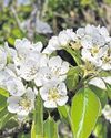 Positive signs for a bumper apple crop30