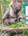 First sloth born in Scotland is named Atty on arrival at zoo19