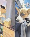 RSPCA find five cats, two dogs and a python living in squalid conditions2