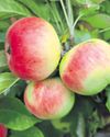 Top tips to cultivate a full basket of fruit11